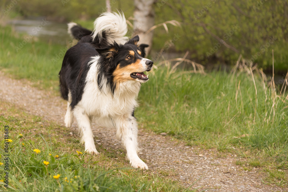 Hund rennt auf einem Weg und ist aufmerksam - Border Collie