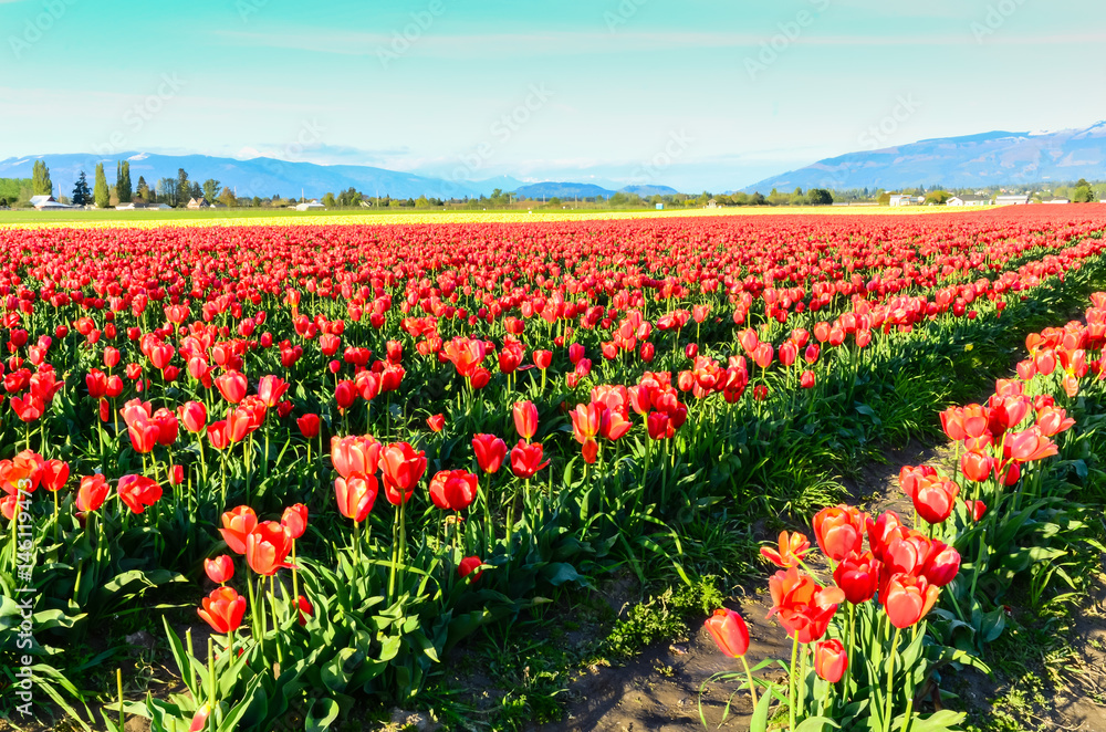 Fields of red and yellow tulips in full bloom and clear blue sky at farm in Skagit Valley, Mount Vernon, Washington, US.  Mountain, classic barn in horizontal. Springtime, agricultural  background.