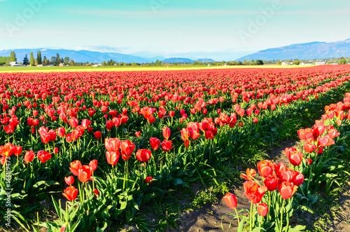 Fields of red and yellow tulips in full bloom and clear blue sky at farm in Skagit Valley, Mount Vernon, Washington, US. Mountain, classic barn in horizontal. Springtime, agricultural background.