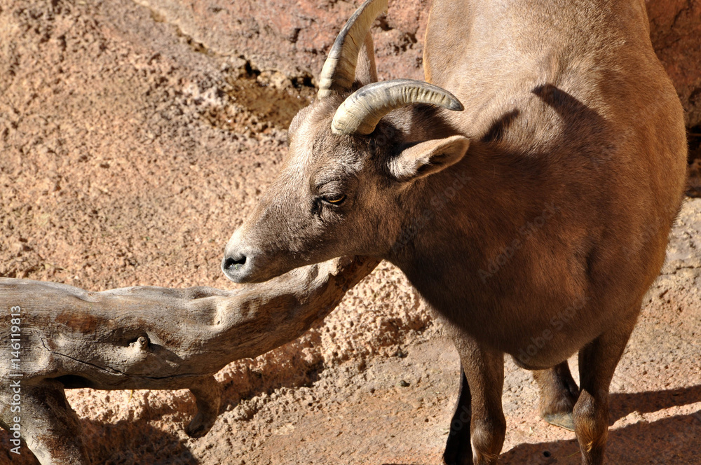 Rocky Mountain Bighorn sheep female ewe with small horns in desert rocks Rocky Mountain Bighorn sheep female ewe with small horns in desert rocks