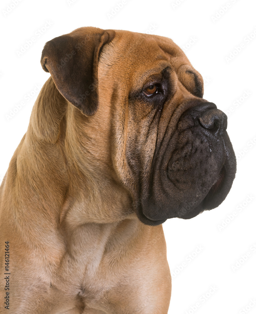 puppy bull mastiff