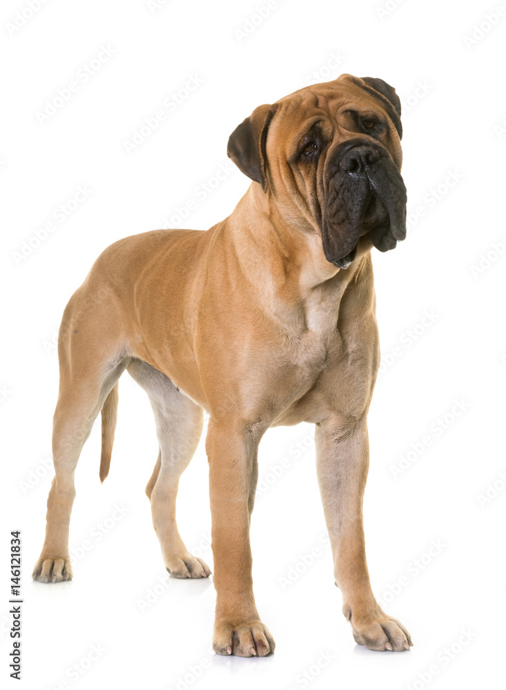 puppy bull mastiff puppy bull mastiff