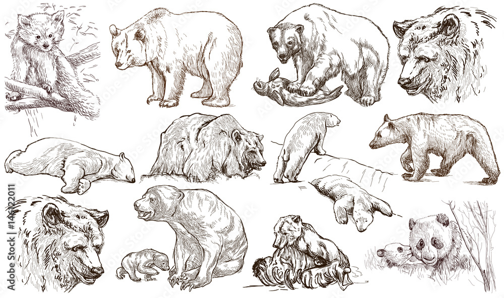 Naklejka premium Animals around the World. Bears. An hand drawn full sized pack. Line art.