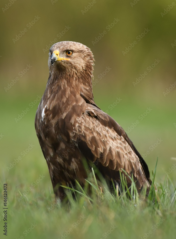 Lesser spotted eagle (Clanga pomarina) Lesser spotted eagle (Clanga pomarina)