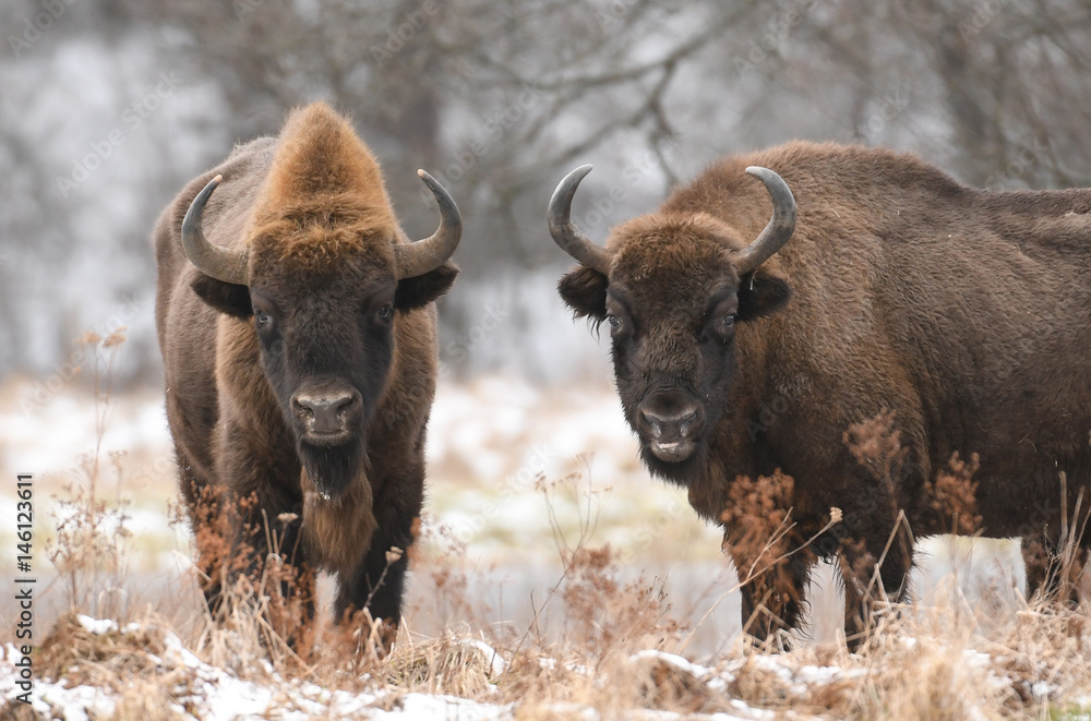 European bison (Bison bonasus)