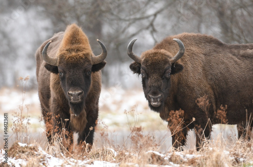 European bison (Bison bonasus)