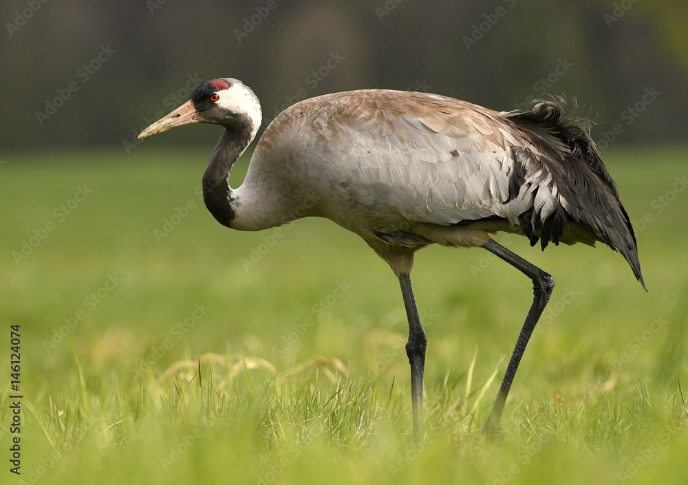 Obraz premium Common crane (Grus grus)