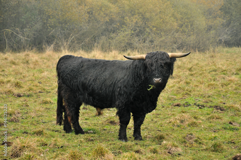 Schottisches Hochlandrind, Bulle 2 Schottisches Hochlandrind, Bulle 2