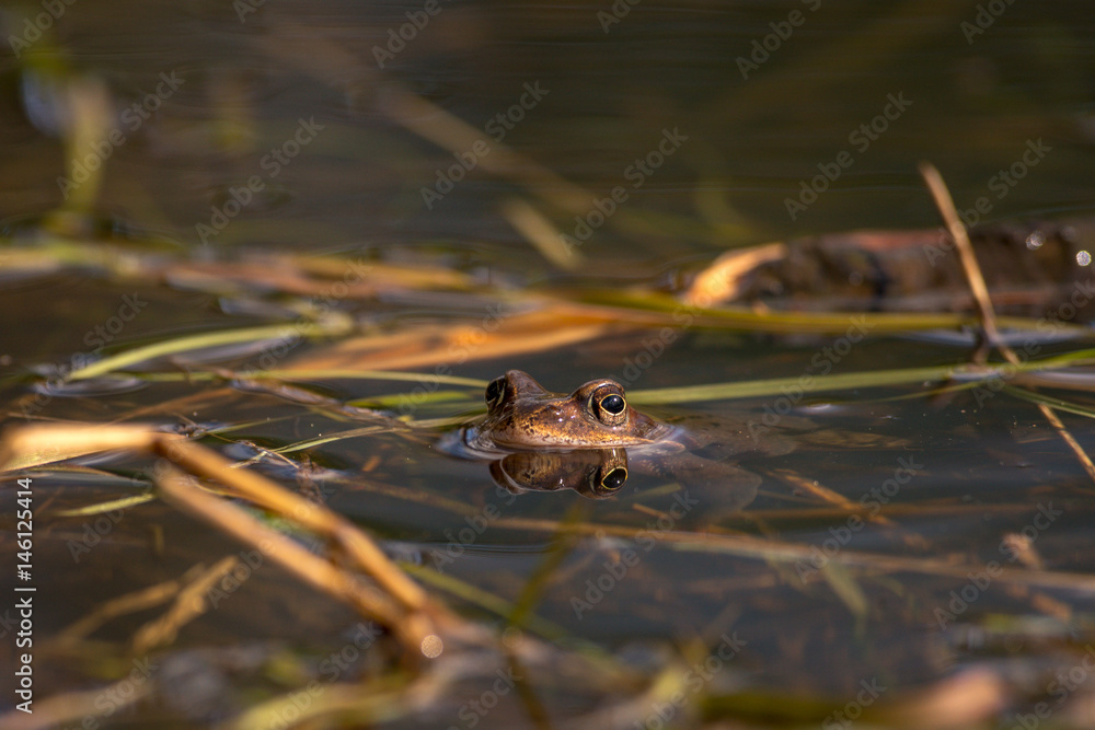 Obraz premium Common frog at breeding season during spring, head over water with reflections in warm afternoon light
