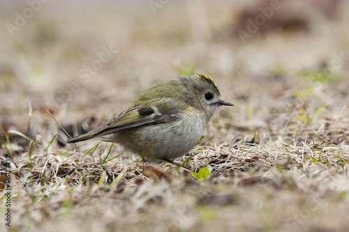 Goldcrest. Smallest bird in Europe, very funny, nice and cute with bright yellow hair, feeding on ground during spring migration.