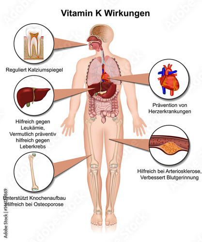 Vitamin K Wirkungen auf den menschlichen Körper, vektor illustration, Koagulation