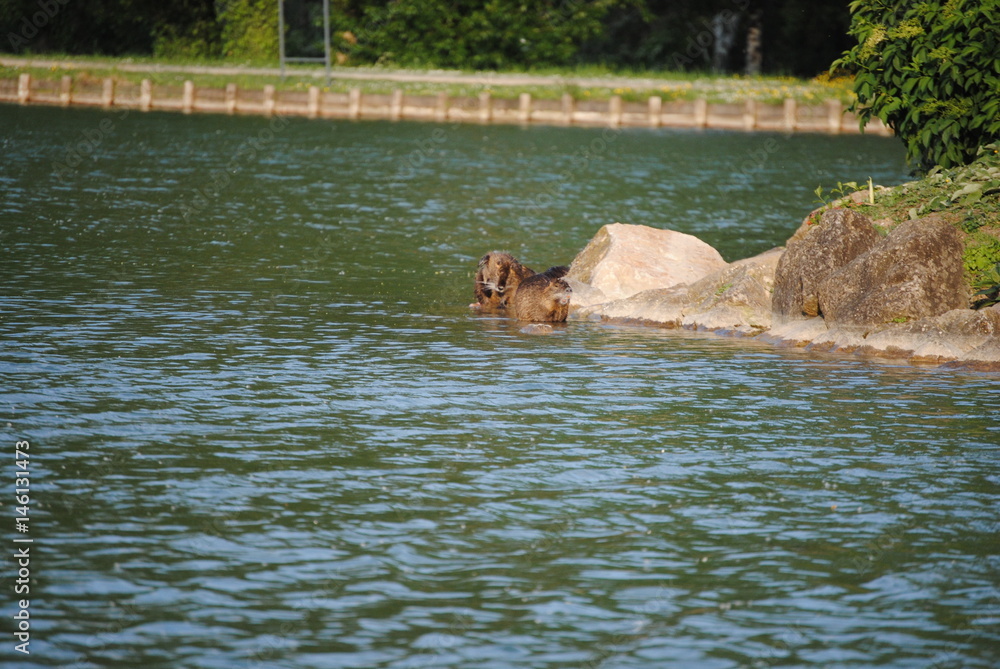 Fototapeta premium Ragondins