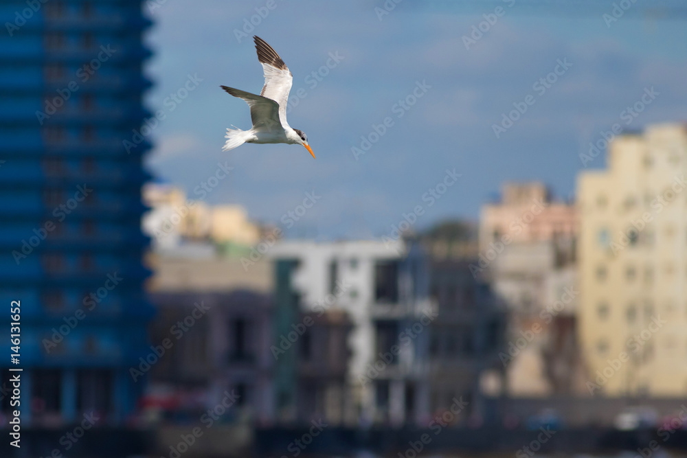 Royal tern bird is flying over city Royal tern bird is flying over city