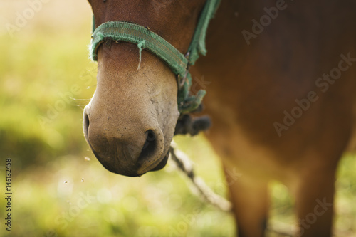 Donkey in the green meadow.