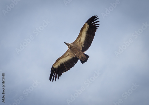 A flying vulture 