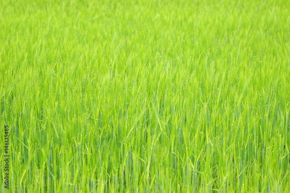 Green wheat field Green wheat field