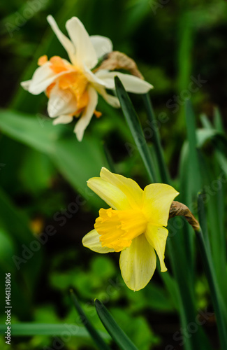 Yellow narcissus on flowerbed