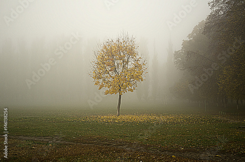 autumn, fog, tree