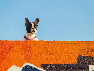 Leinwandbilder Französische Bulldogge Freundlicher Hund am Strand von Anglet  © livcool