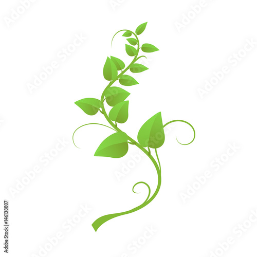 The green lianas isolated on white background, vector illustration