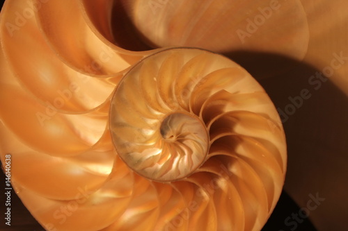 nautilus shell symmetry Fibonacci half cross section spiral golden ratio structure growth close up back lit mother of pearl close up ( pompilius nautilus )
