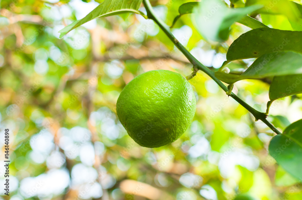Fresh green limes raw lemon hanging on tree in garden, limes cultivation