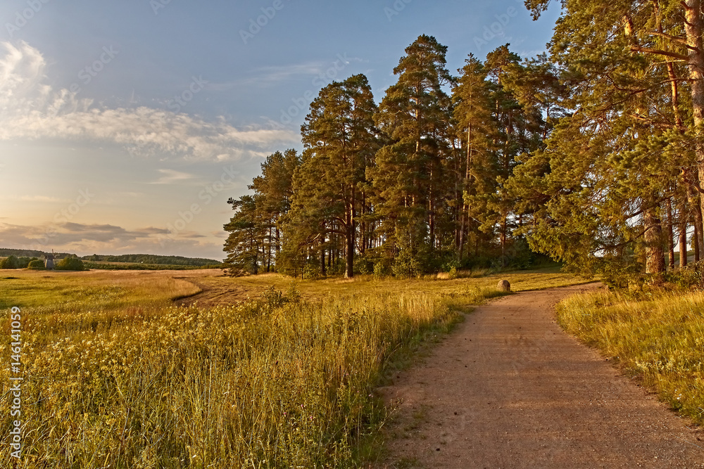 Rural countryside landscape/Evening summer landscape. At sunset, in the rays of the outgoing sun, there are pines, a field, a sky. Rural countryside landscape/Evening summer landscape. At sunset, in the rays of the outgoing sun, there are pines, a field, a sky.