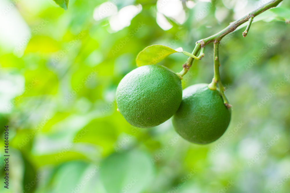 Fresh green limes raw lemon hanging on tree in garden, limes cultivation Fresh green limes raw lemon hanging on tree in garden, limes cultivation