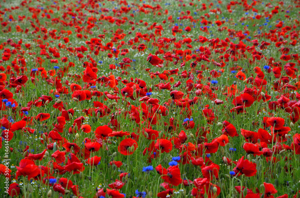 Obraz premium Mohnblumenfeld