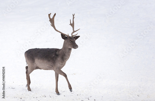 Red deer in snow,isolated