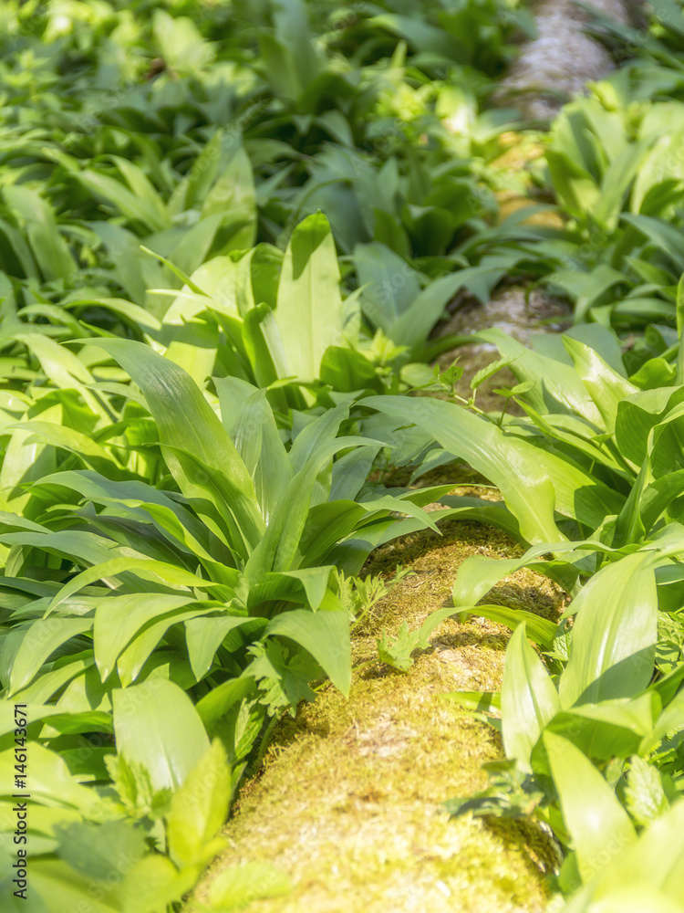 Obraz premium dense bear leek vegetation