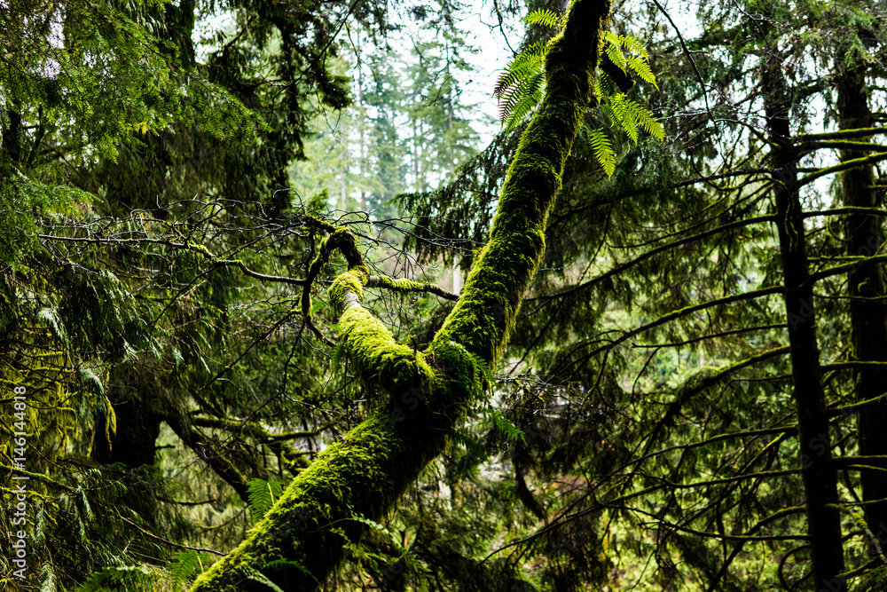 Fototapeta premium Mossy tree in British Columbia 