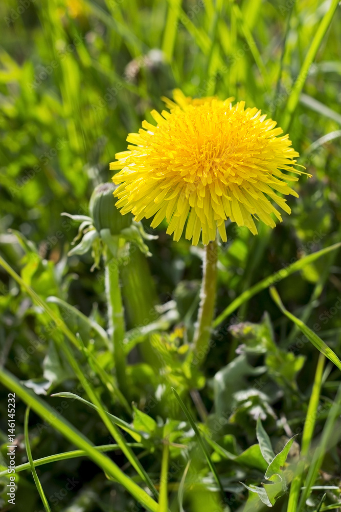 Bright yellow dandelion flower on the green field, close up, spring natural background Bright yellow dandelion flower on the green field, close up, spring natural background