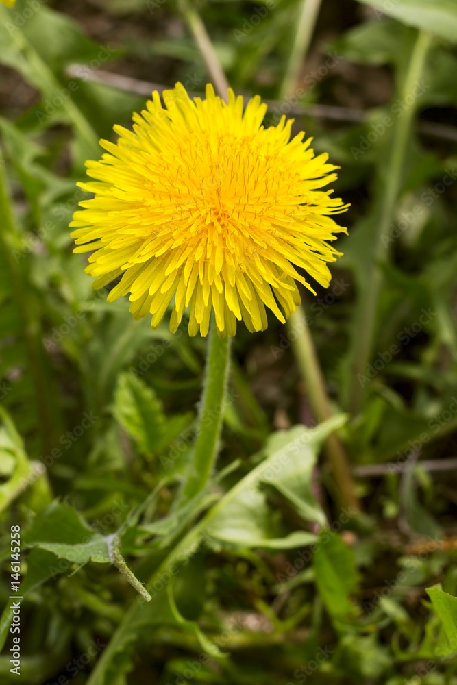 Bright yellow dandelion flower on the green field, close up, spring natural background Bright yellow dandelion flower on the green field, close up, spring natural background
