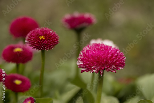 Pink English daisies - Bellis perennis. Spring Flowers.