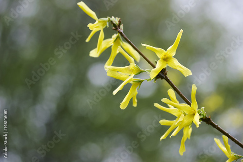 Forsythia brunch beautiful blooming spring yellow flowers. photo
