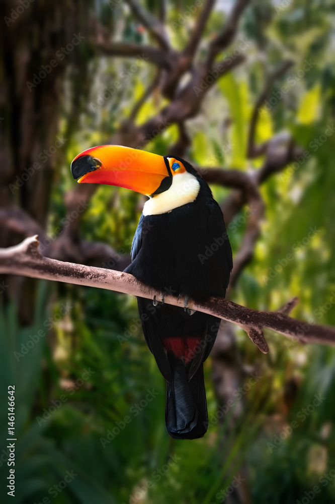 Fototapeta premium black large Toucan with a big orange glowing nose sitting on a branch in a tropical green forest, among the trees of the vertical frame