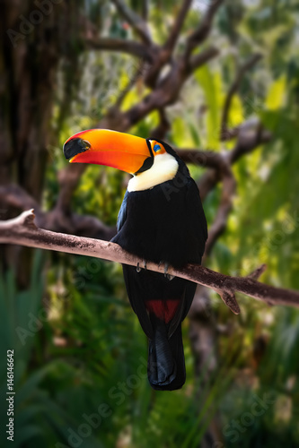 black large Toucan with a big orange glowing nose sitting on a branch in a tropical green forest, among the trees of the vertical frame