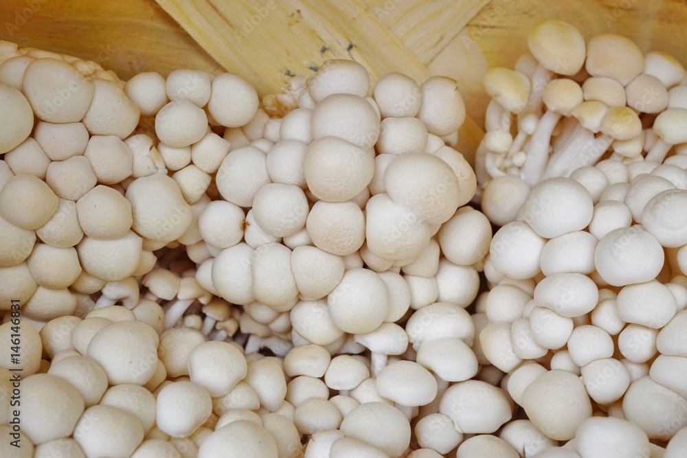Basket of white enoki mushrooms (Flammulina velutipe) at the farmers market Basket of white enoki mushrooms (Flammulina velutipe) at the farmers market