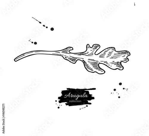 Arugula leaf hand drawn vector illustration. Isolated Vegetable engraved style object. Detailed vegetarian food