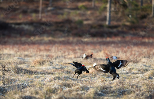Two Black Grouse fighting at lek with one black grouse soft in the background, at sunrise in spring, april, in Norway