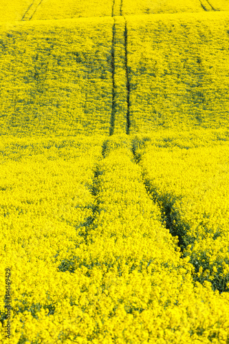 Extensive field of rapeseed