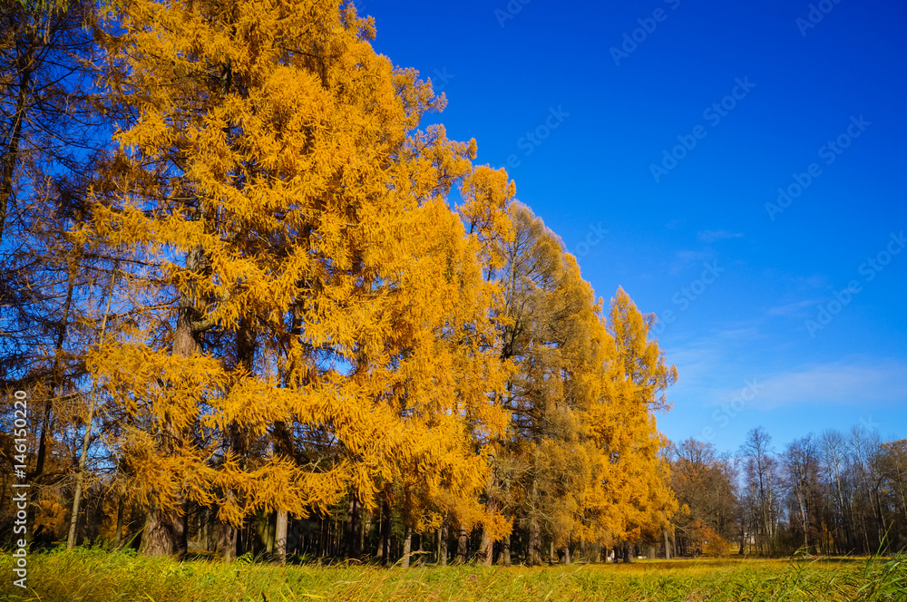 Fototapeta premium Autumn landscape. Alexandrovsky Park in Pushkin . Autumn 2016.