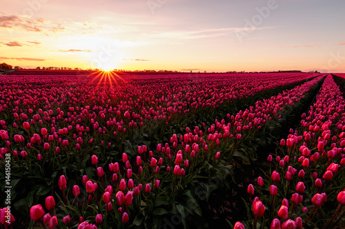 Tulpenfeld mit Sonne beim Sonnenuntergang