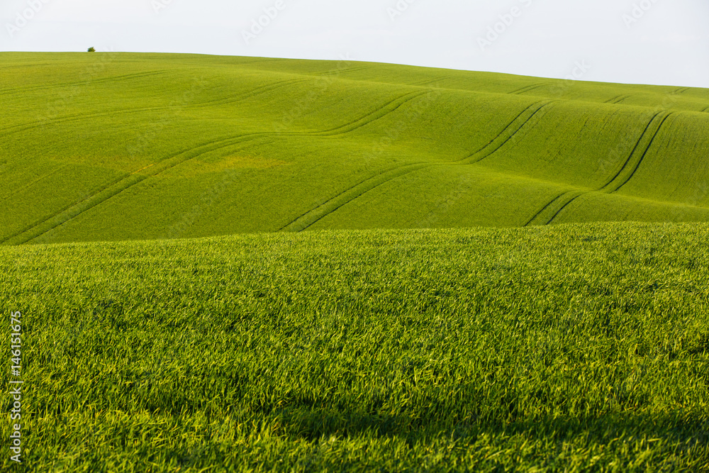 Agricultural land with fresh crops