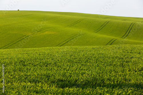 Agricultural land with fresh crops