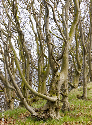 verwachsene Bäume