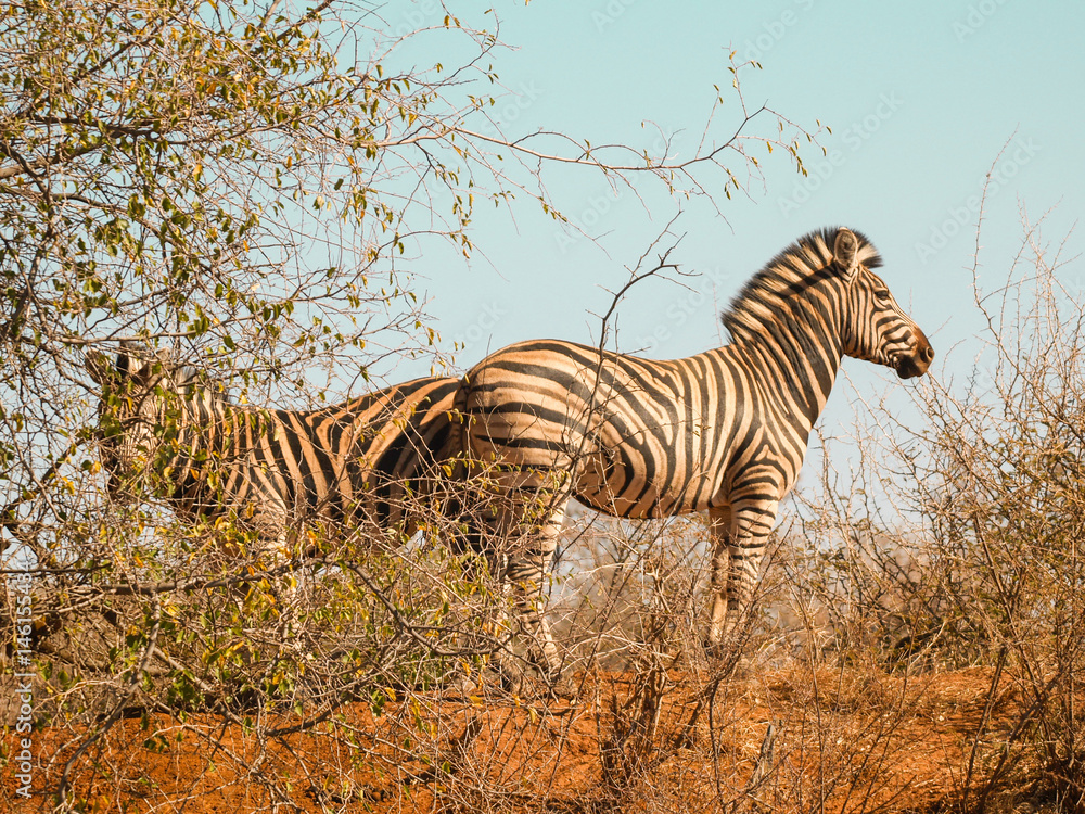 Fototapeta premium Two zebra standing back to back in sparse African bush their stripes meeting
