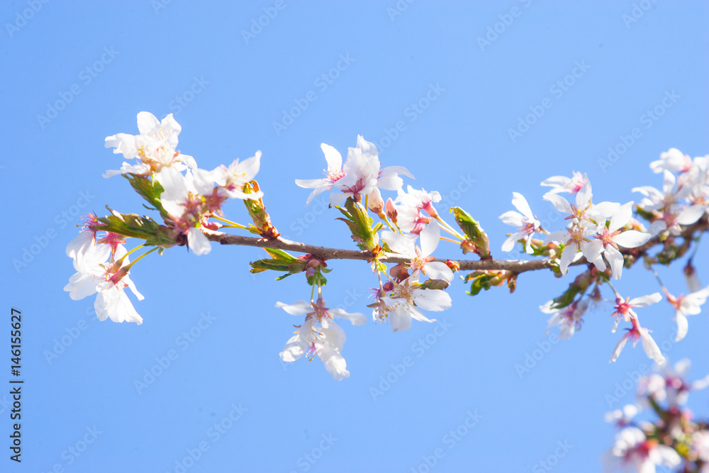 pink blossom single branch.