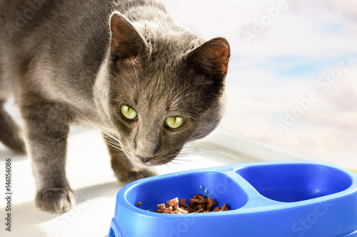 Fototapeta Naklejka Na Ścianę i Meble -  Gray cat eats feed from a bowl